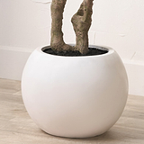 Extra Large Olive Tree from Roseland Furniture