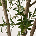 Extra Large Olive Tree from Roseland Furniture