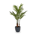 Areca Palm Plant in Pot from Roseland Furniture