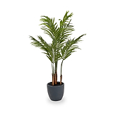 Areca Palm Plant in Pot from Roseland Furniture