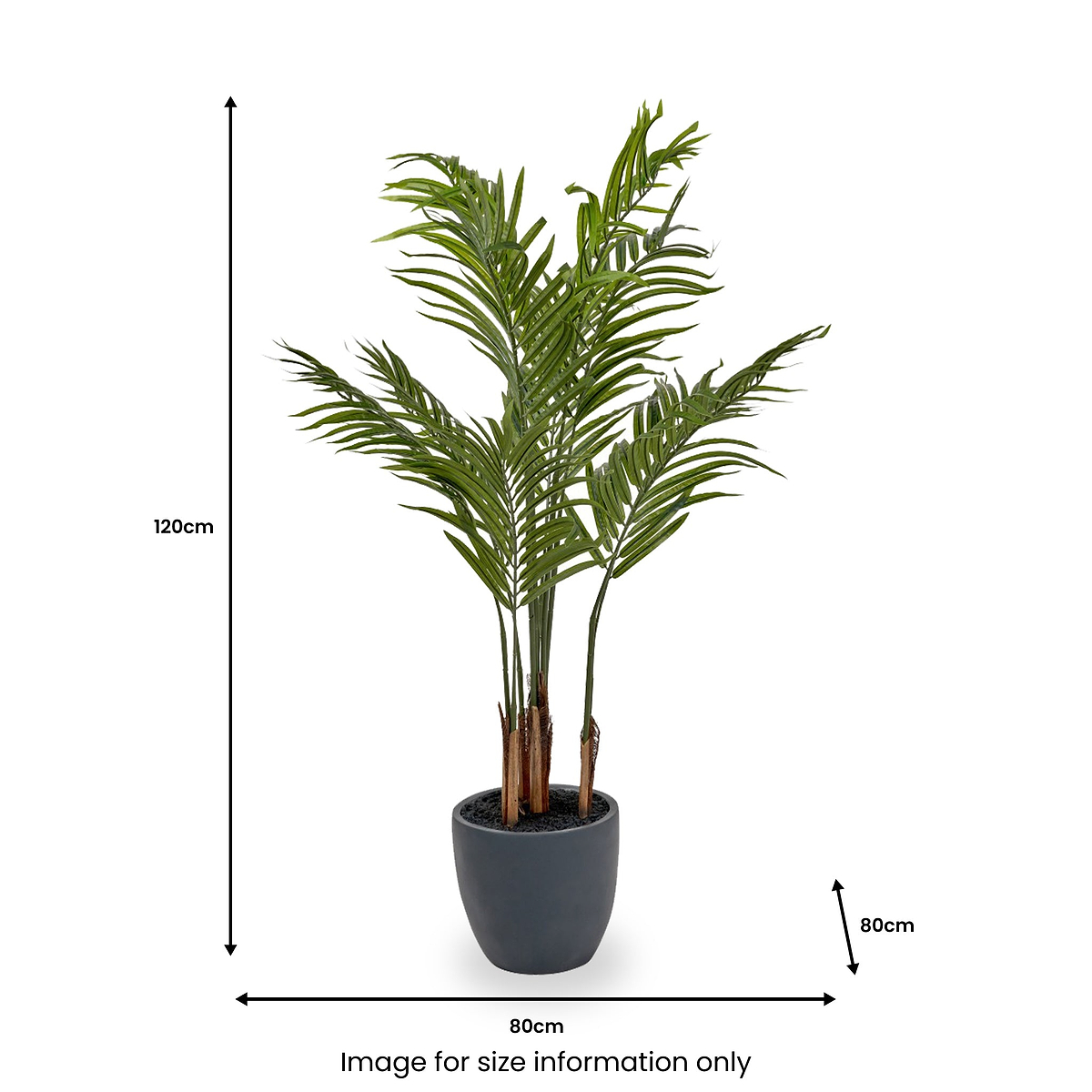 Areca Palm Plant in Pot from Roseland Furniture