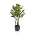Areca Palm Plant in Pot from Roseland Furniture