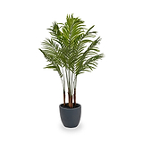 Areca Palm Plant in Pot from Roseland Furniture