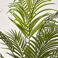 Areca Palm Plant in Pot from Roseland Furniture