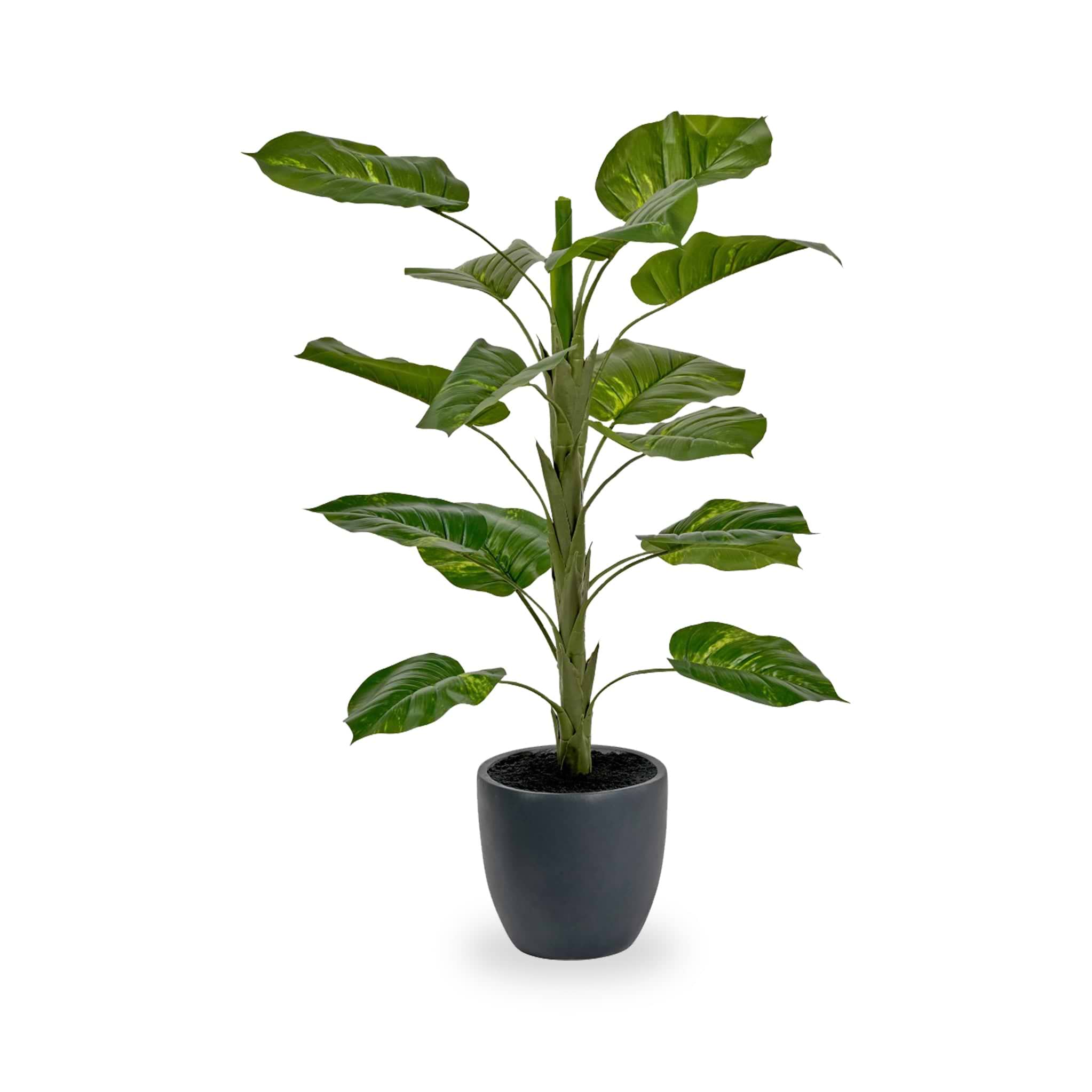 Elephant Ear Plant in Pot from Roseland Furniture