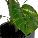 Elephant Ear Plant in Pot from Roseland Furniture