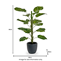 Elephant Ear Plant in Pot from Roseland Furniture