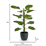 Elephant Ear Plant in Pot from Roseland Furniture
