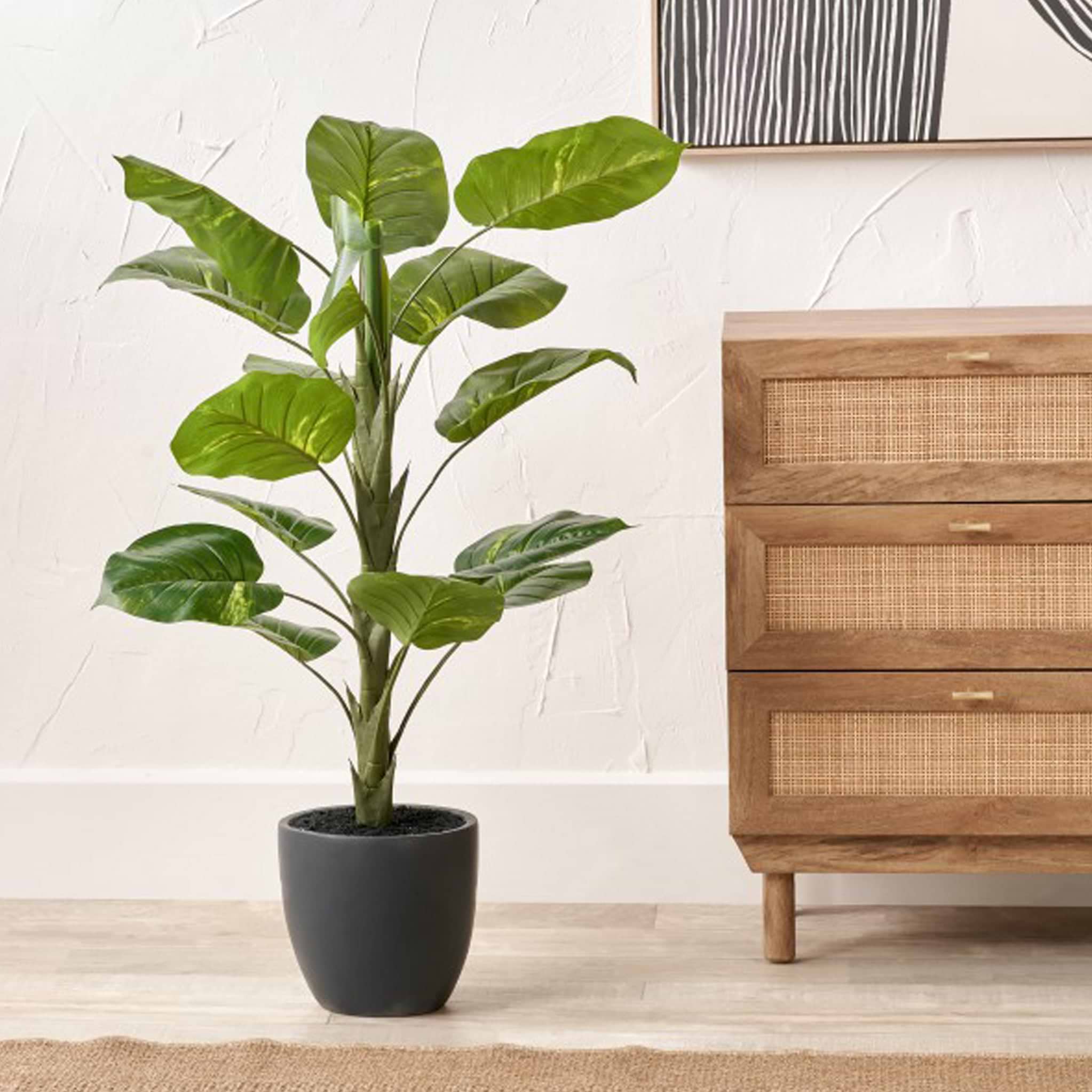 Elephant Ear Plant in Pot from Roseland Furniture