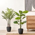 Elephant Ear Plant in Pot from Roseland Furniture