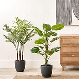 Elephant Ear Plant in Pot from Roseland Furniture