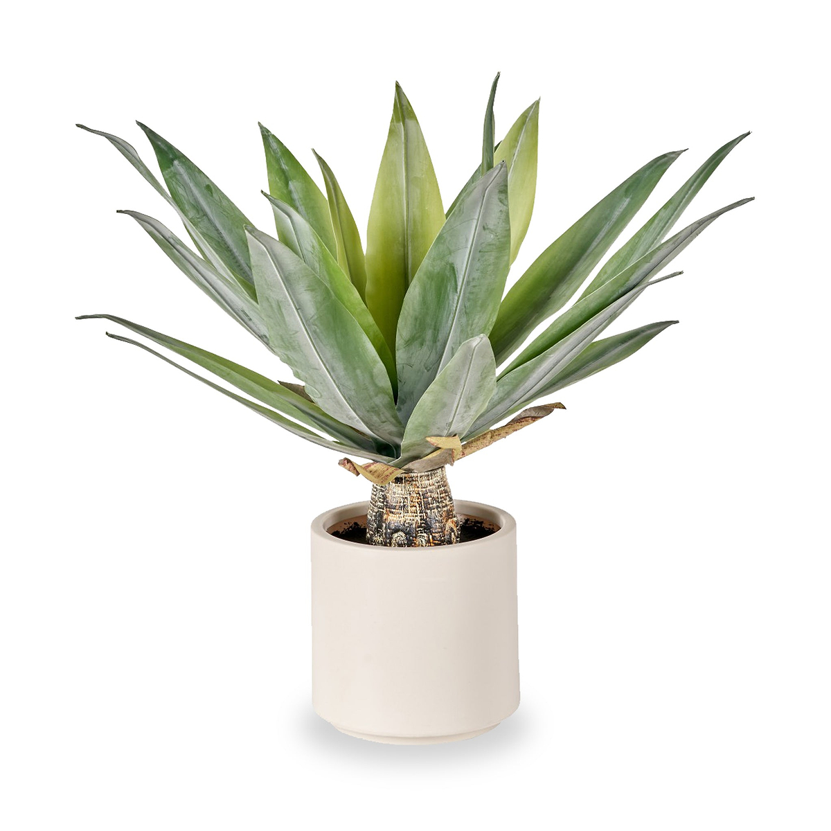 Agave Plant in Pot from Roseland Furniture