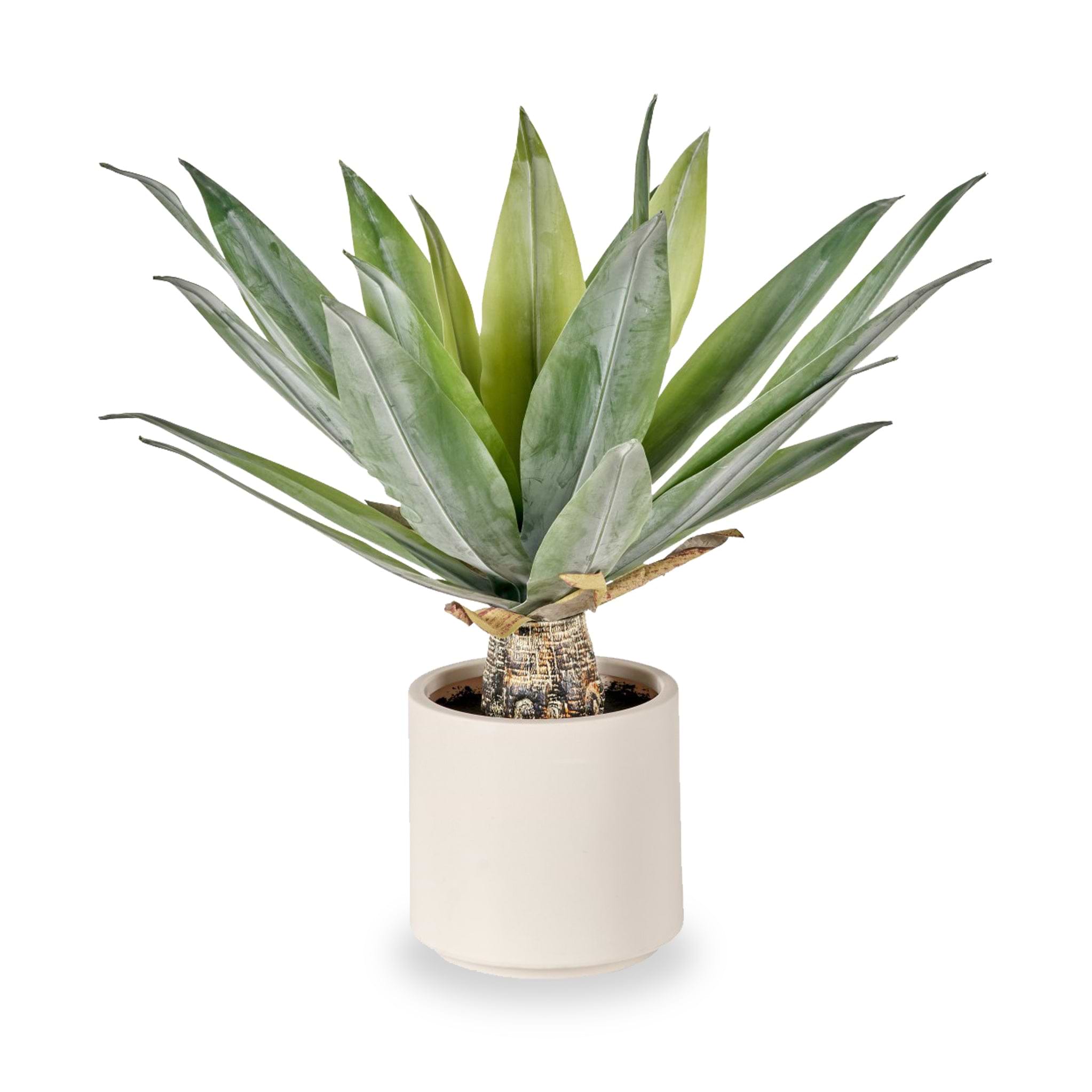 Agave Plant in Pot from Roseland Furniture