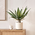 Agave Plant in Pot from Roseland Furniture