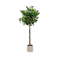 Bay Tree in Pot Close1 from Roseland Furniture