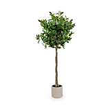 Bay Tree in Pot Close1 from Roseland Furniture
