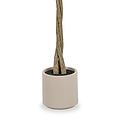 Bay Tree in Pot Close1 from Roseland Furniture