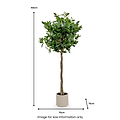 Bay Tree in Pot Close1 from Roseland Furniture