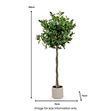 Bay Tree in Pot Close1 from Roseland Furniture