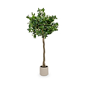 Bay Tree in Pot Close1 from Roseland Furniture