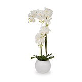 White Orchid in Pot Tall from Roseland Furniture