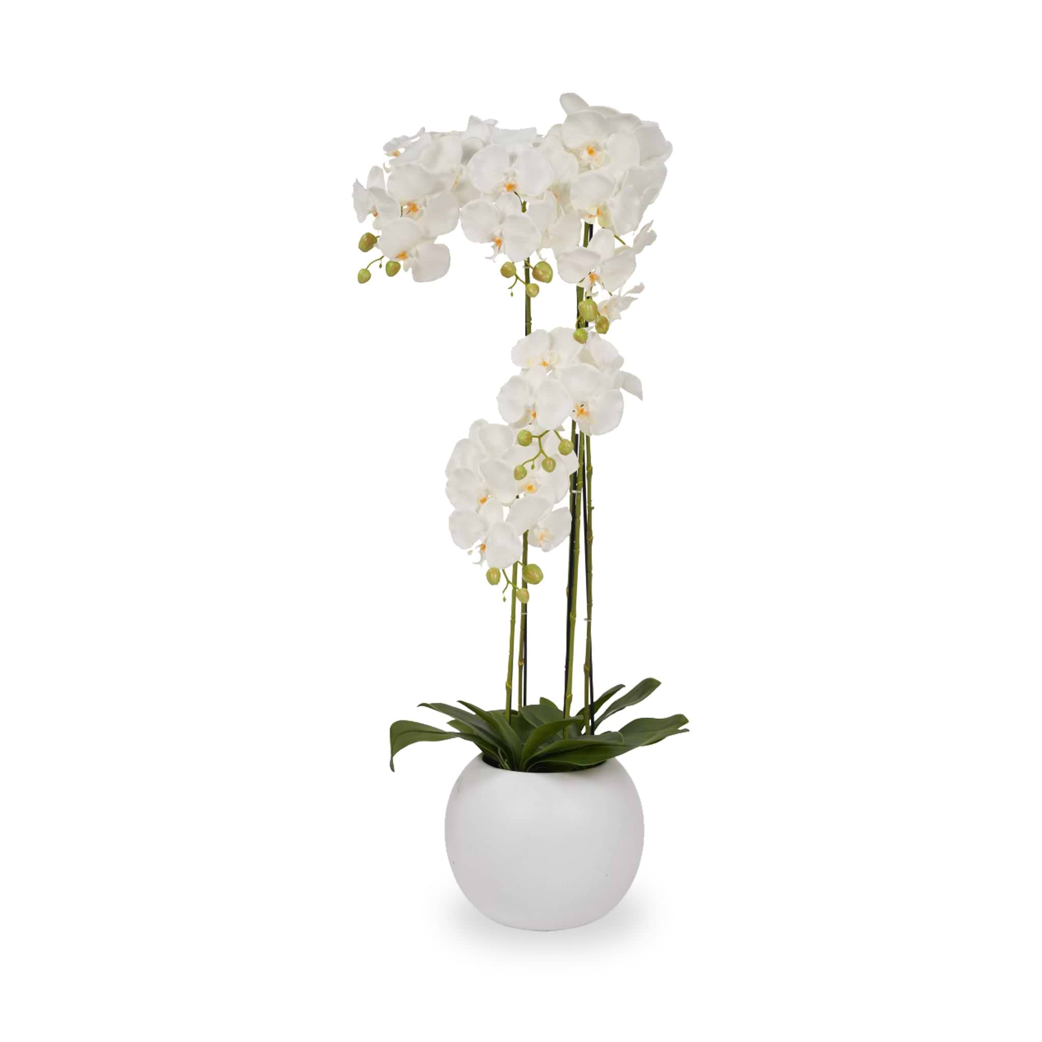 White Orchid in Pot Tall from Roseland Furniture