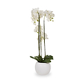 White Orchid in Pot Tall from Roseland Furniture