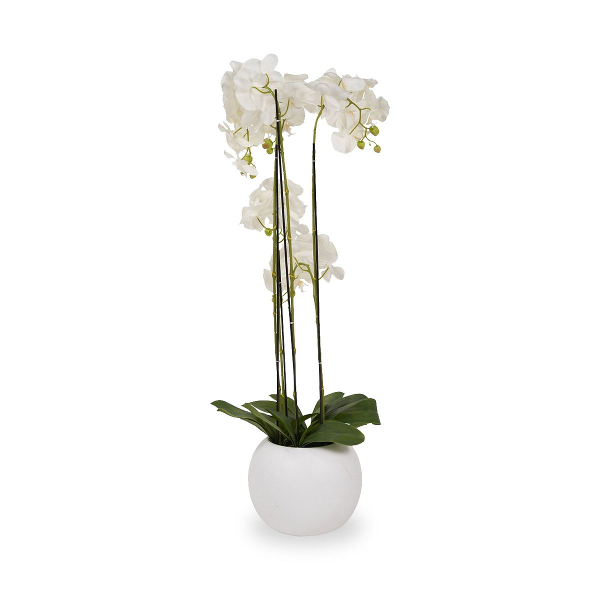 White Orchid in Pot Tall from Roseland Furniture