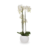 White Orchid in Pot Tall from Roseland Furniture