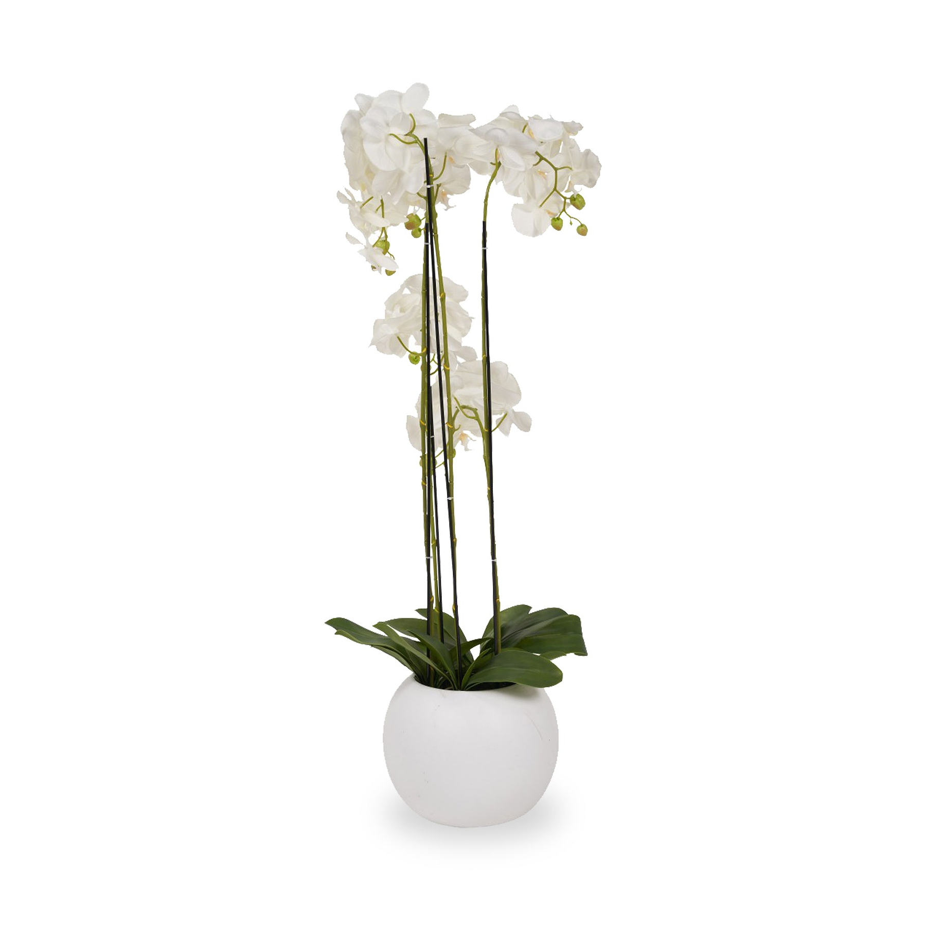 White Orchid in Pot Tall from Roseland Furniture