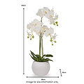 White Orchid in Pot Medium from Roseland Furniture