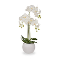 White Orchid in Pot Medium from Roseland Furniture