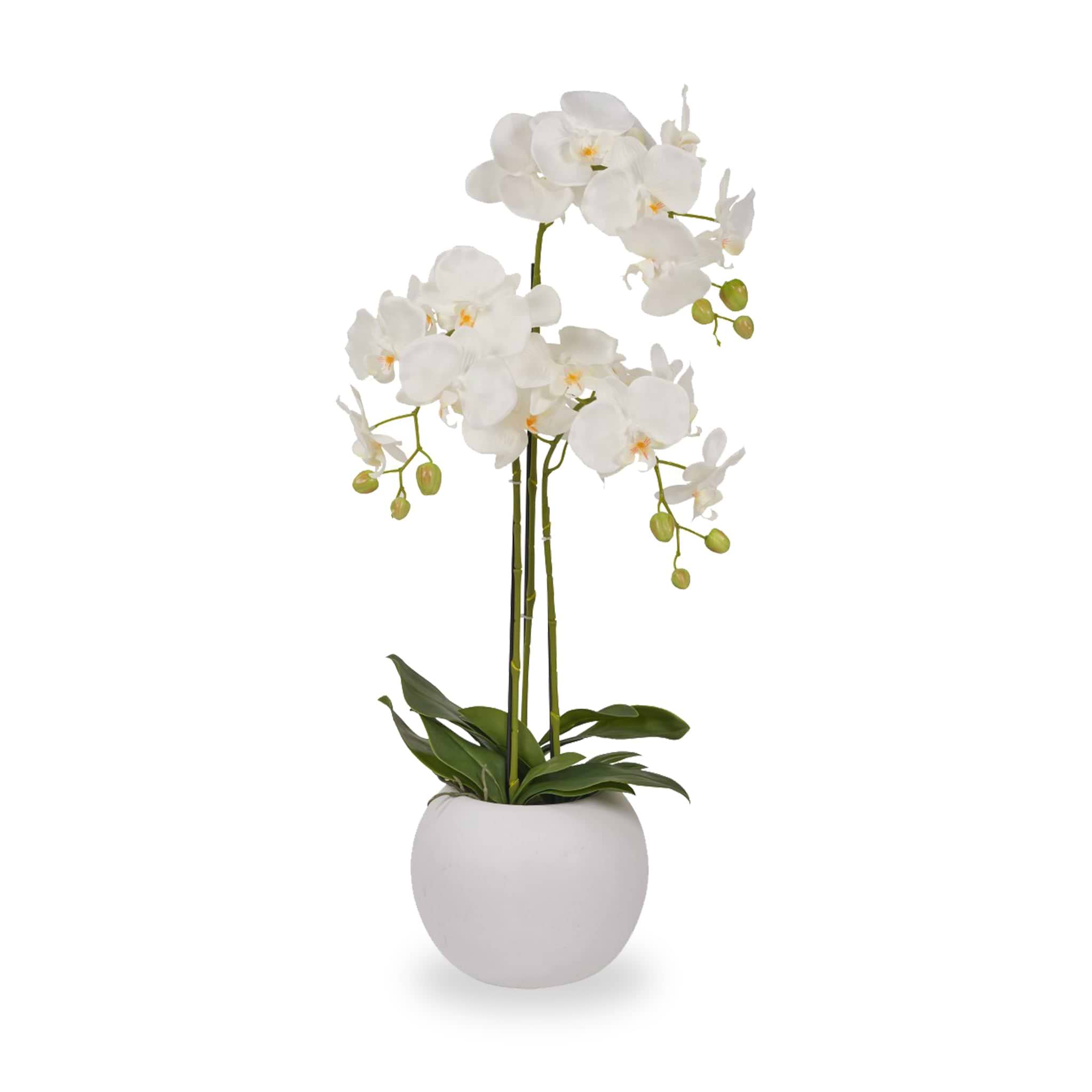 White Orchid in Pot Medium from Roseland Furniture