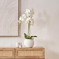 White Orchid in Pot Medium from Roseland Furniture