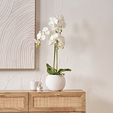 White Orchid in Pot Medium from Roseland Furniture