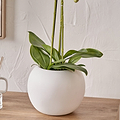 White Orchid in Pot Medium from Roseland Furniture