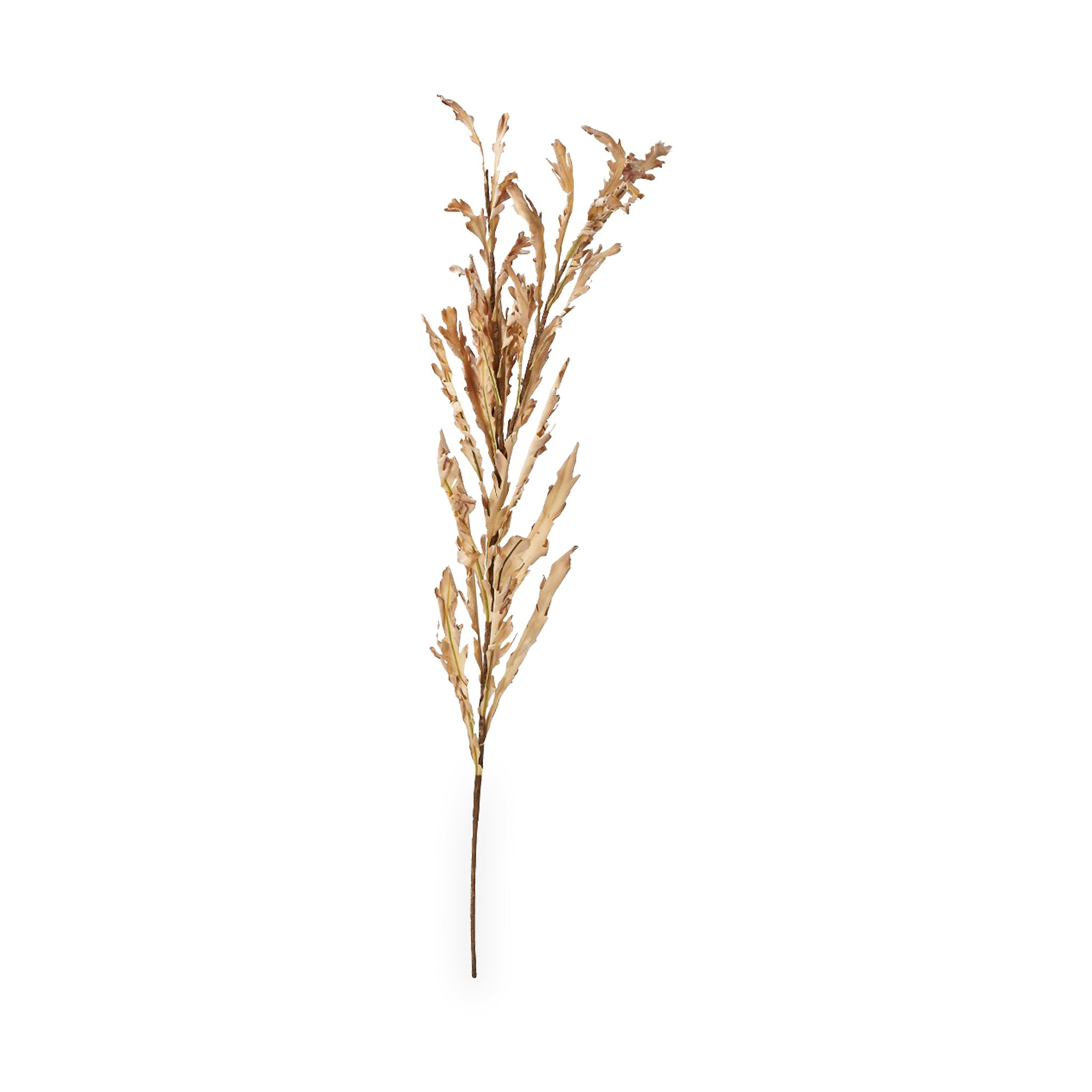 Natural Apricot Dried Flower Bunch from Roseland Furniture