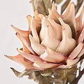 Natural Apricot Dried Flower Bunch from Roseland Furniture