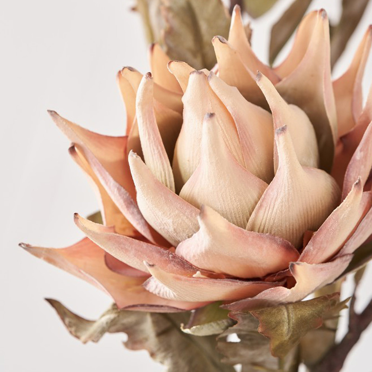 Natural Apricot Dried Flower Bunch from Roseland Furniture