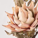 Natural Apricot Dried Flower Bunch from Roseland Furniture