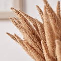 Natural Apricot Dried Flower Bunch from Roseland Furniture
