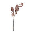 Mulberry Brown Dried Flower Bunch from Roseland Furniture