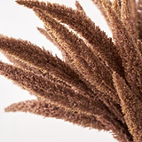 Mulberry Brown Dried Flower Bunch from Roseland Furniture