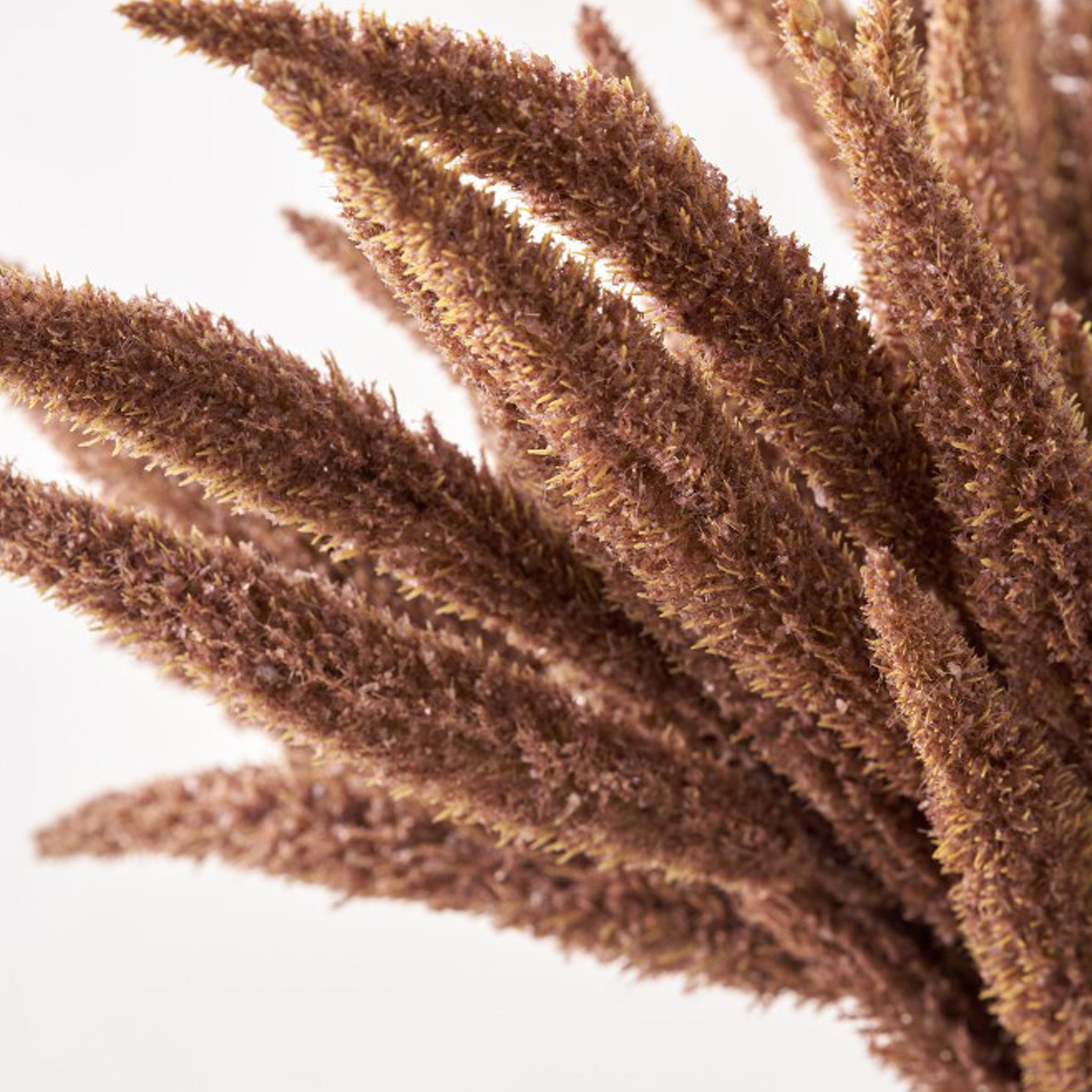 Mulberry Brown Dried Flower Bunch from Roseland Furniture