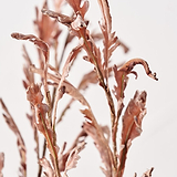 Mulberry Brown Dried Flower Bunch from Roseland Furniture