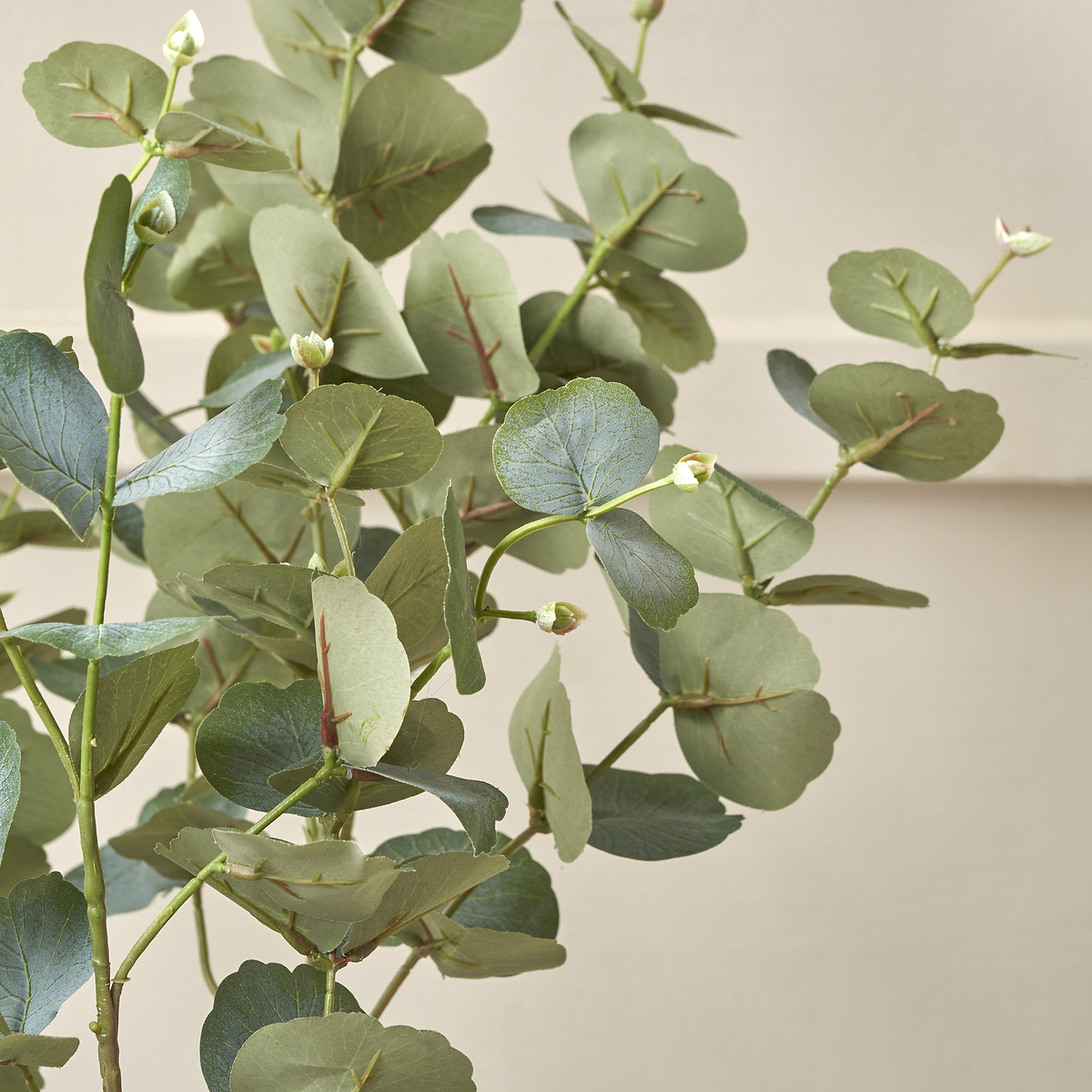 Eucalyptus Tree in Pot from Roseland Furniture