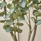 Eucalyptus Tree in Pot from Roseland Furniture