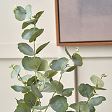 Eucalyptus Tree in Pot from Roseland Furniture