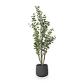 Eucalyptus Tree in Pot from Roseland Furniture