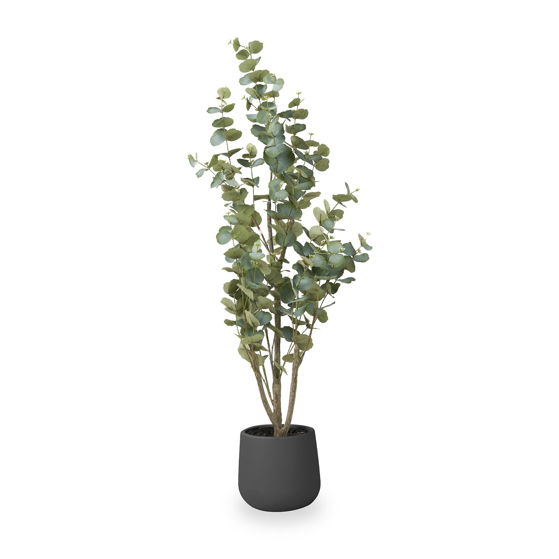 Eucalyptus Tree in Pot from Roseland Furniture